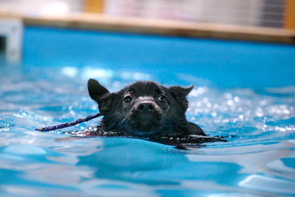 Mana swimming at a dog spa